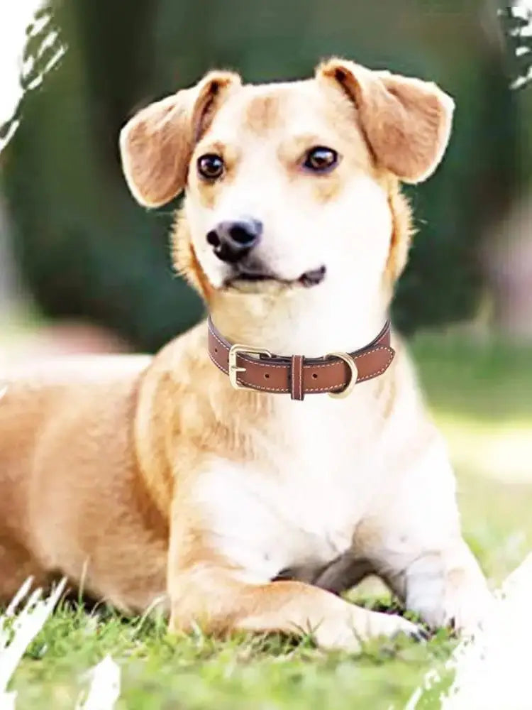 Elegáns, barna valódi bőr nyakörv kutyáknak – puha, párnázott és időtálló kialakítás minden méretű kutyafajtához.