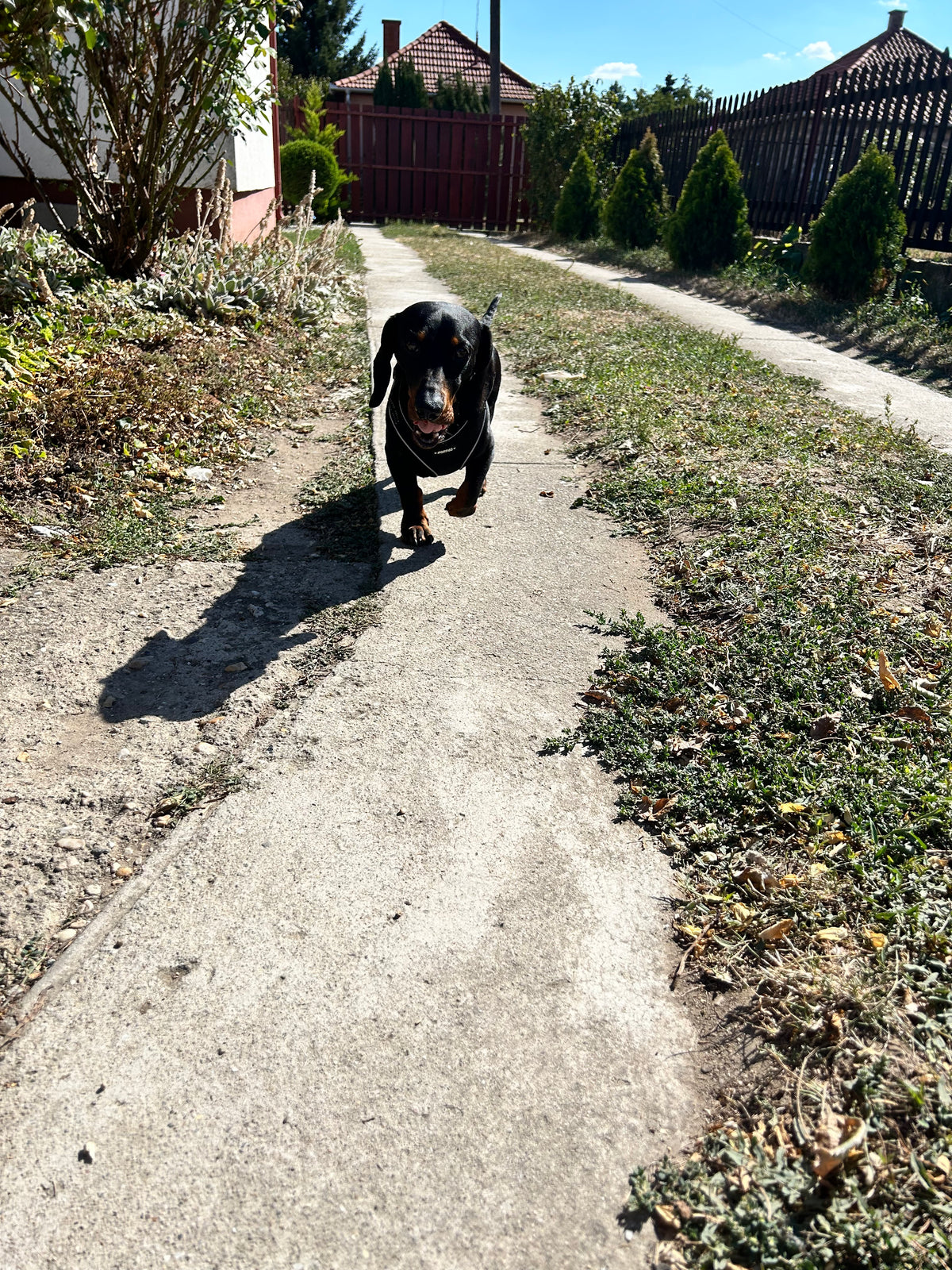 MORFIGO Everyday Harness – Fényvisszaverő kutyahám