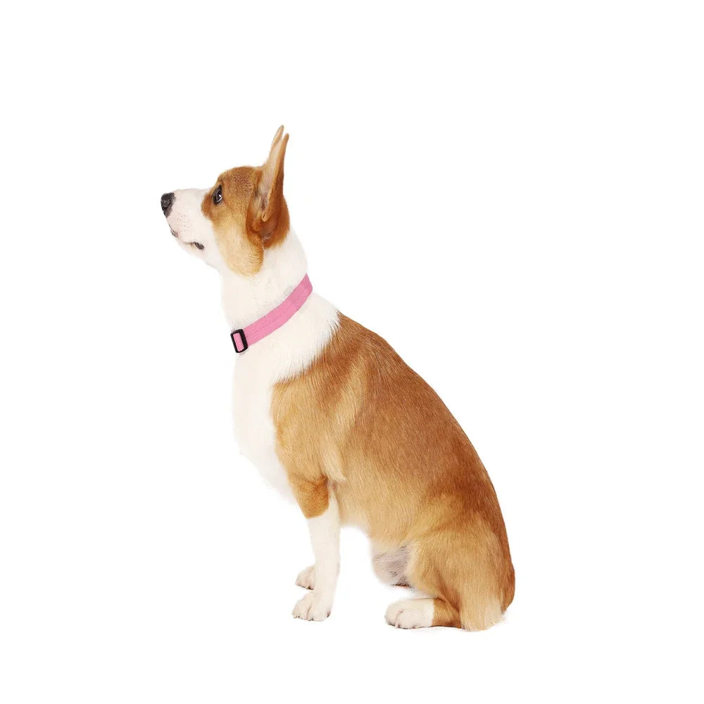 Masszív, mégis kényelmes állítható kutyanyakörv alumínium bilétával – kistestűtől a nagytestű kutyákig minden kedvencnek ideális.