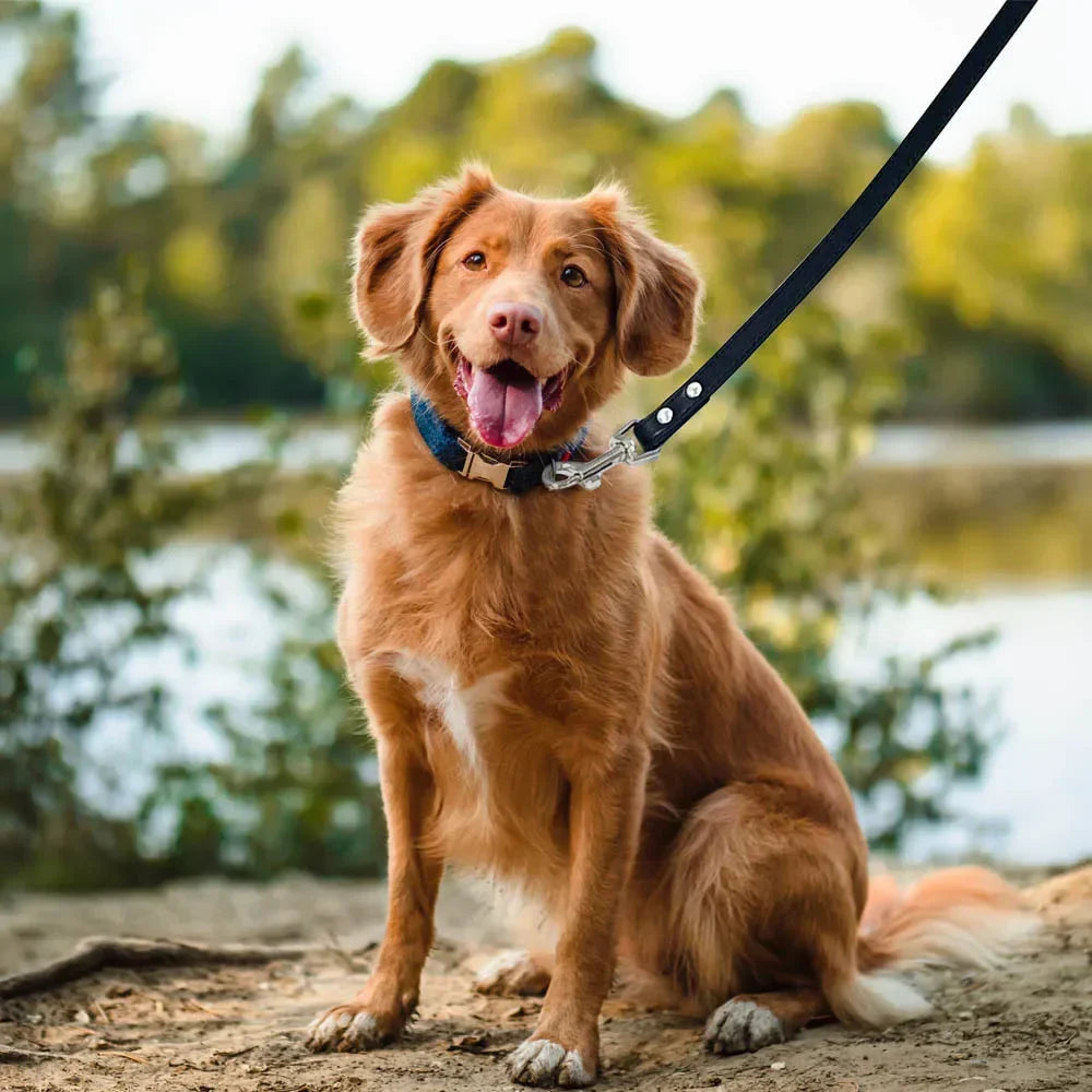 Prémium bőr kutya- és macskapóráz – színes, állítható, kényelmes